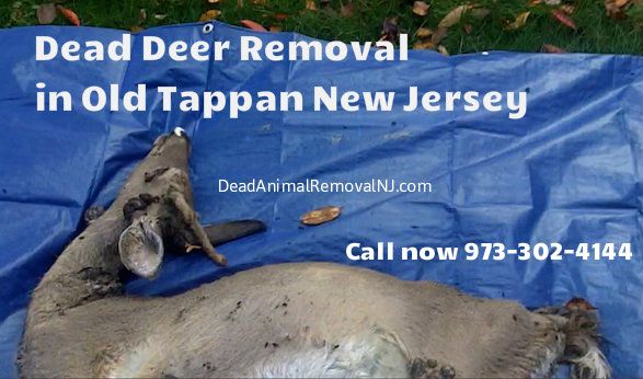 deer carcass removal in old tappan nj - disposal of deer carcass services in old tappan new jersey