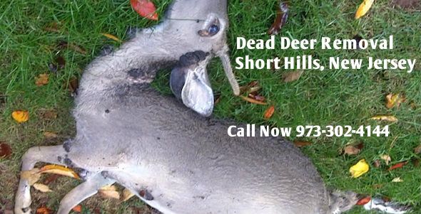 dead deer carcass removal short hills nj - disposal of deer carcass short hills new jersey