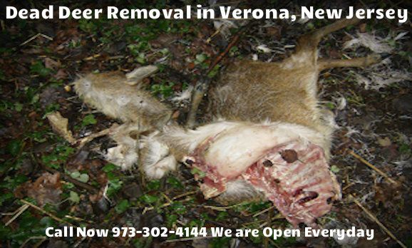 deer carcass removal in verona nj - disposal of deer carcass in verona new jersey