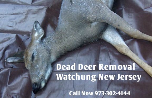 dead deer carcass removal watchung nj - disposal of deer carcass in watchung new jersey
