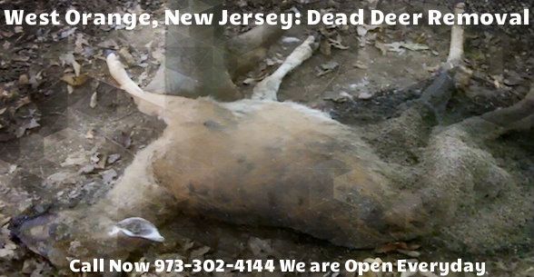 dead deer removal west orange nj - removal of dead deer carcass in west orange, new jersey