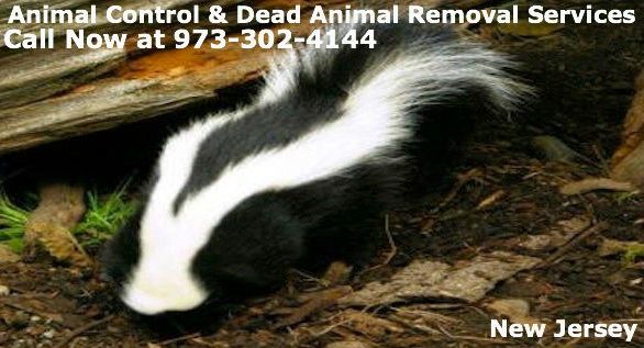 animal control denville nj - wildlife removal denville new jersey
