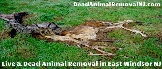 east windsor nj dead wildlife removal - dead deer east windsor removal new jersey
