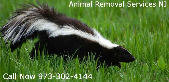 animal removal services fairfield new jersey