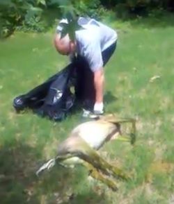dead deer removal hunterdon county NJ