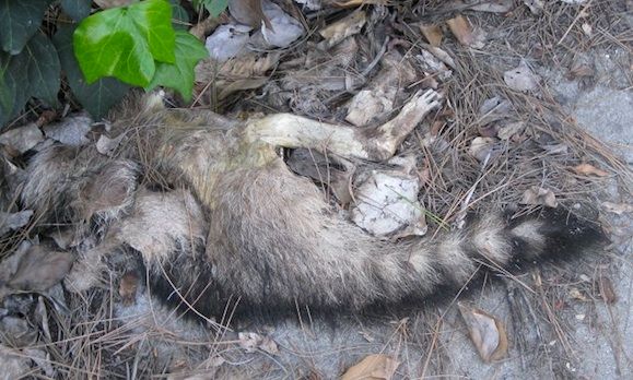 middletown nj dead animal removal - raccoon carcass middletown new jersey