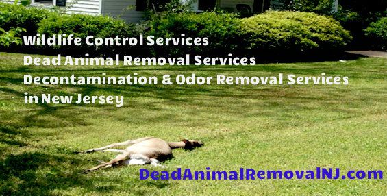 montville nj dead animal removal - animal carcass remove and wildlife control montville new jersey