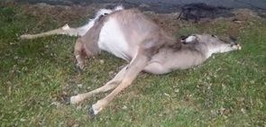 dead animal removal Oakland NJ - dispose dead animal carcasses Oakland New Jersey