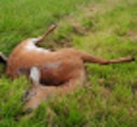 dead animal removal ocean county new jersey - dead deer on the ground