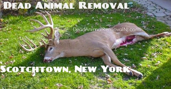 pick-up-animal-carcass-scotchtown-ny animal carcass removal scotchtown ny - pick up and disposal of dead animal carcass in scotchtown new york