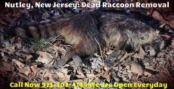 raccoon carcass removal in nutley - pick up dead raccoon carcass in nutley new jersey