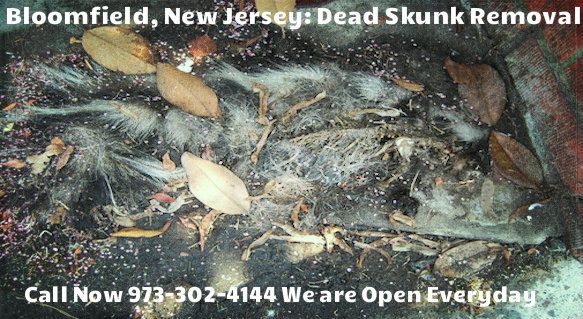 skunk carcass removal in bloomfield nj - disposal of dead skunk carcass in bloomfield new jersey