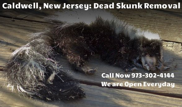 skunk carcass removal in caldwell nj - disposal of dead skunk carcass in caldwell new jersey