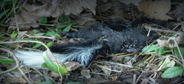 skunk-carcass-removal-essex-fells-nj skunk carcass removal in essex fells nj - disposal of wild skunk carcass in essex fells new jersey