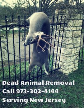 dead animal removal somerville nj - pick up animal carcass somerville new jersey