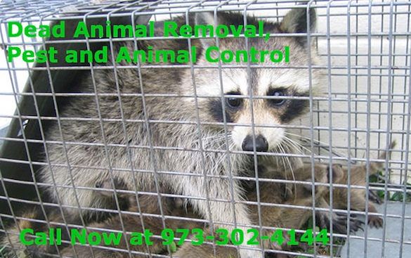 animal control teaneck nj - animal removal services teaneck new jersey