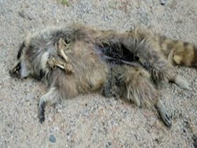 dead animal removal westwood nj - animal carcass removal westwood new jersey