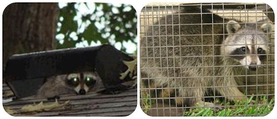 wild-animal-removal-new-hempstead-ny wild animal removal new hempstead ny - animal removal, proofing, animal exclusion service new hempstead ny