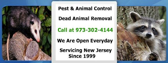 animal control clark nj - wildlife removal clark new jersey
