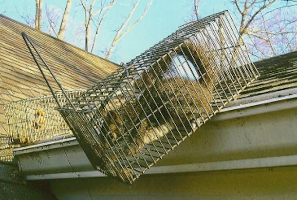 wildlife control howell nj - wildlife removal in howell new jersey