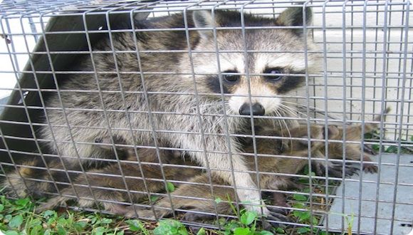 wildlife-control-lakewood-nj wildlife control lakewood nj - wildlife removal in lakewood new jersey