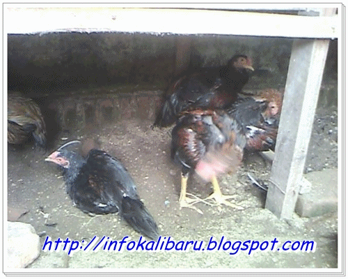 Info Kalibaru Ayam Petelur Dan Bangkok 1