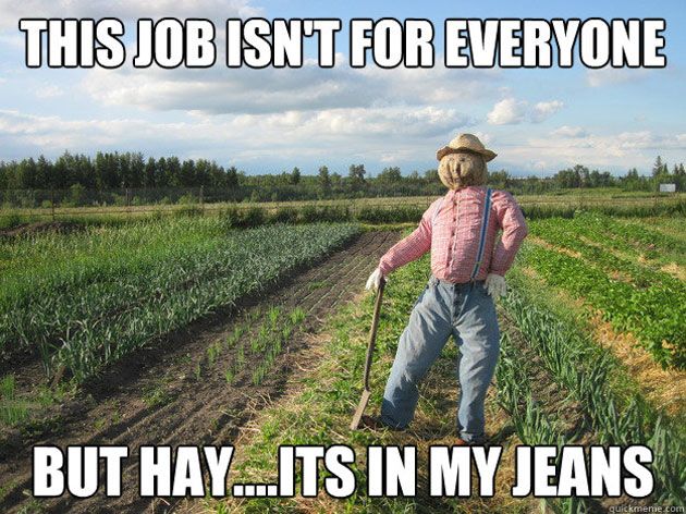 scarecrow-meme-hay_zpsef7f88f9.jpg