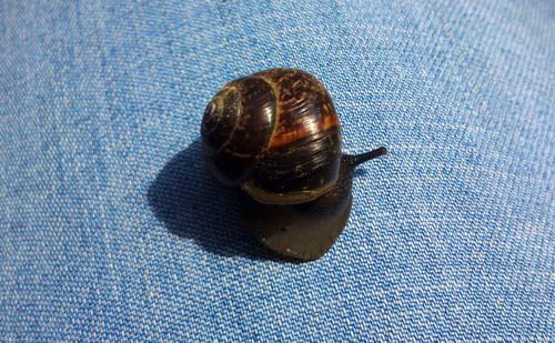  photo curled_snail_small_zps85a0cc6f.jpg