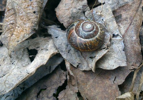  photo still_snail_small_zps0708c44d.jpg