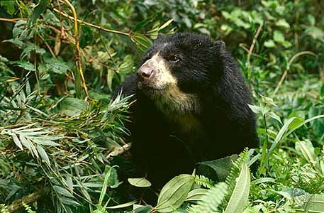 oso anteojos oso anteojos