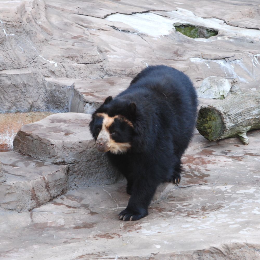 oso oso