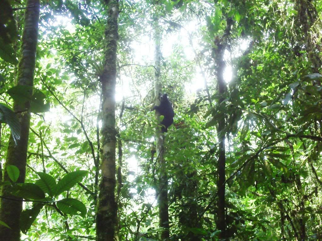 oso oso