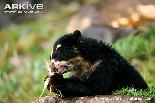 oso oso