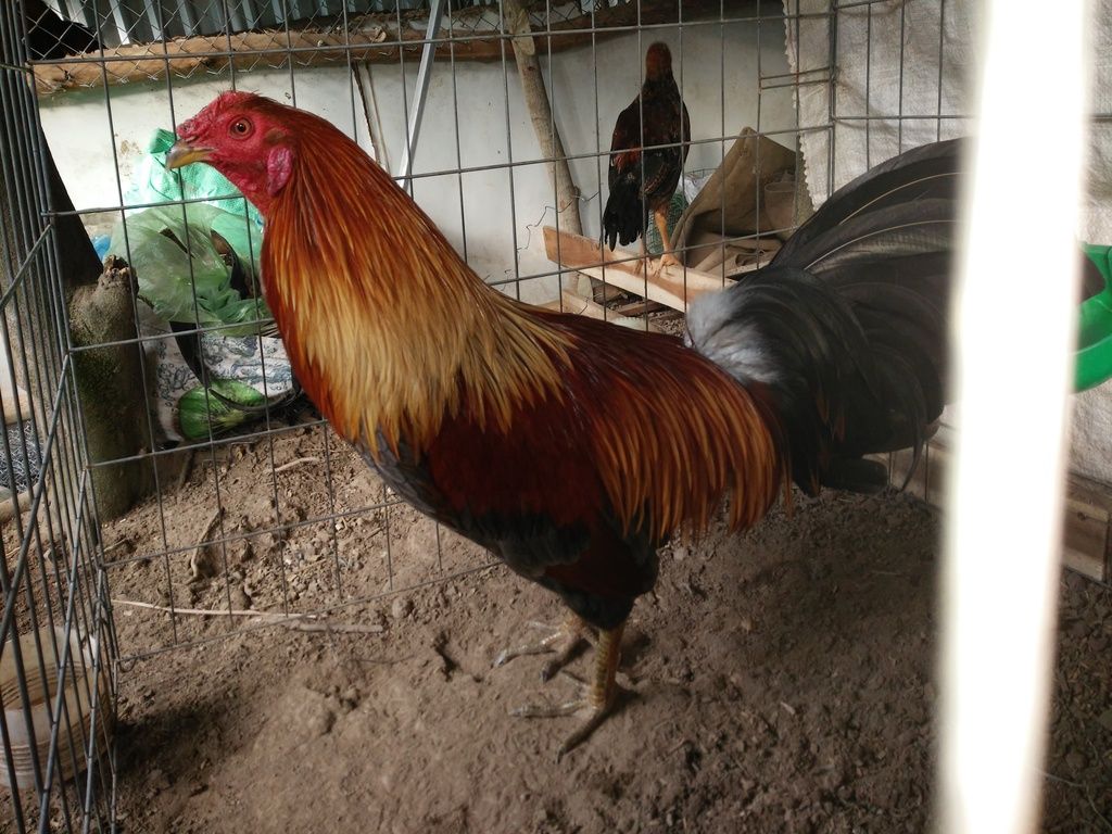 Gà Nòi ,Tre Gò Công Tiền Giang - 35