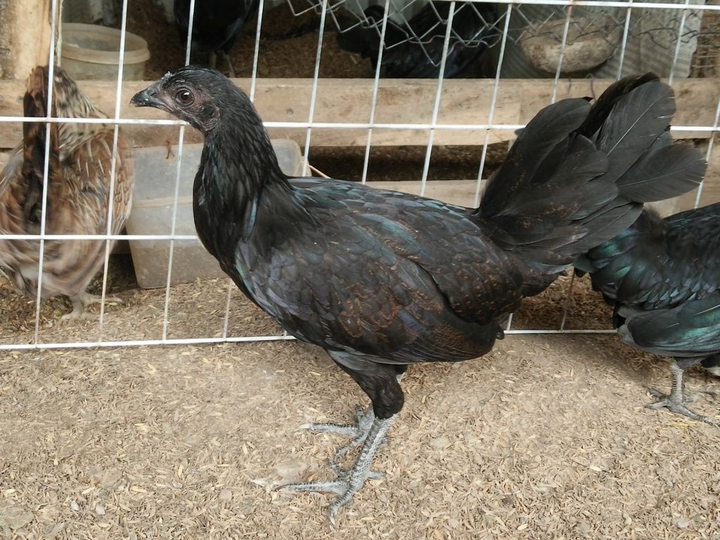 Gà Nòi ,Tre Gò Công Tiền Giang - 31