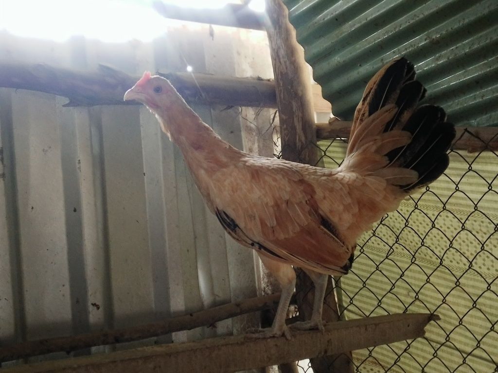 Gà Nòi ,Tre Gò Công Tiền Giang - 33