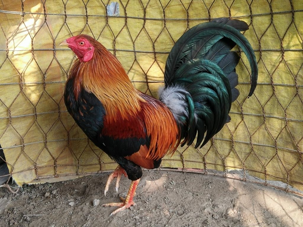 Gà Nòi ,Tre Gò Công Tiền Giang - 24