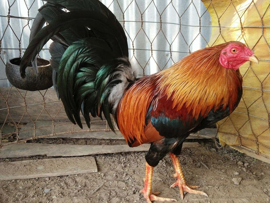 Gà Nòi ,Tre Gò Công Tiền Giang - 23