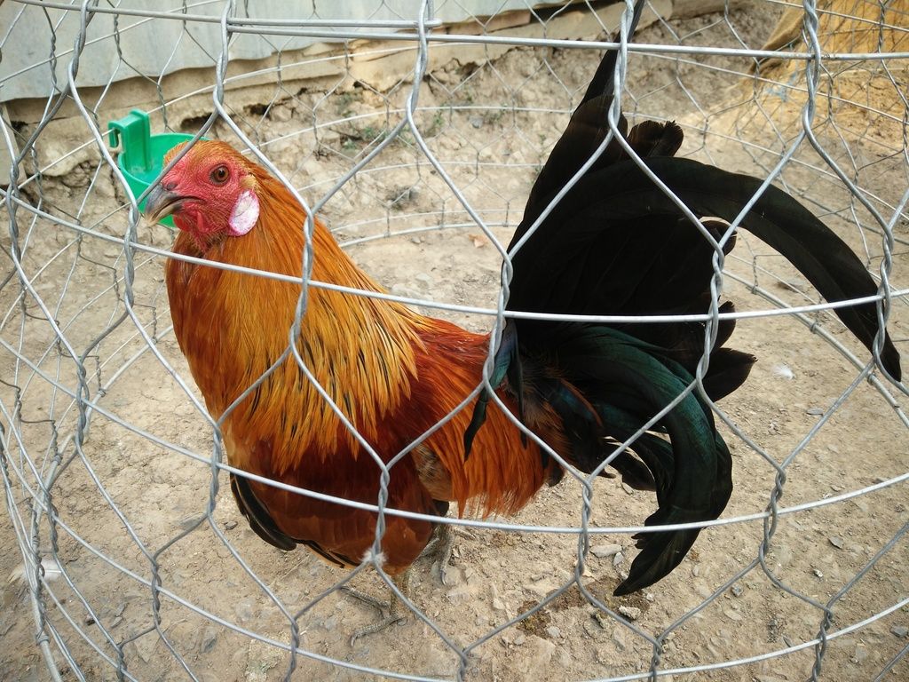 Gà Nòi ,Tre Gò Công Tiền Giang - 25