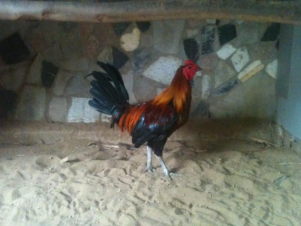 [gà peru] gò công tiền giang - 8