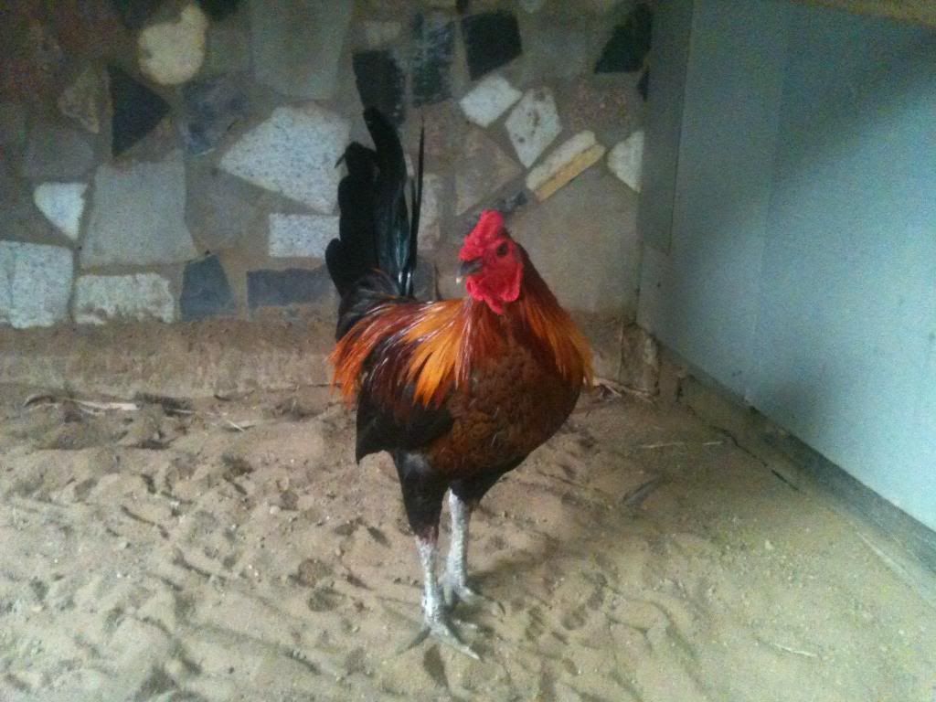 [gà peru] gò công tiền giang - 7