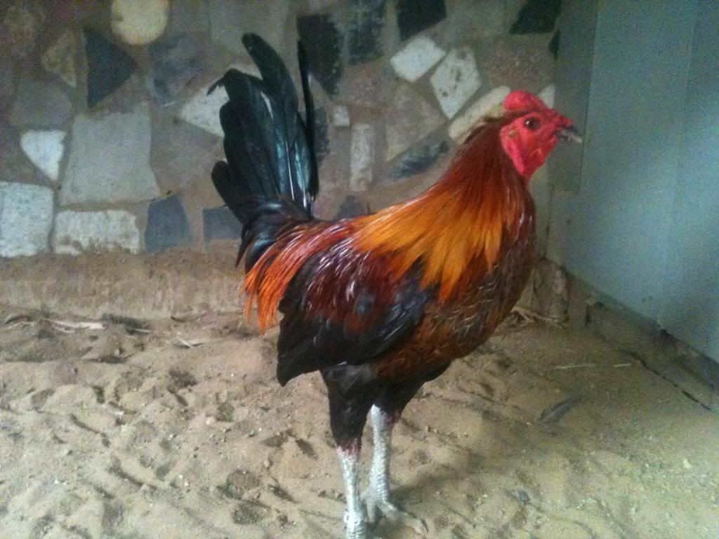 [gà peru] gò công tiền giang - 9