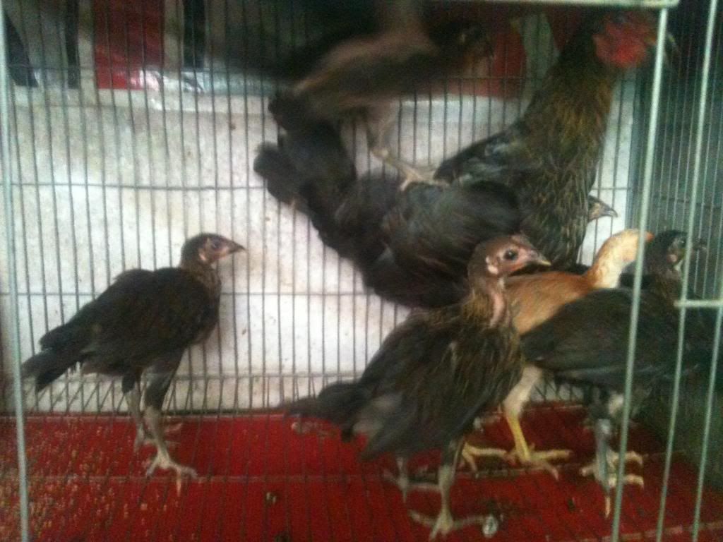 [gà peru] gò công tiền giang - 6