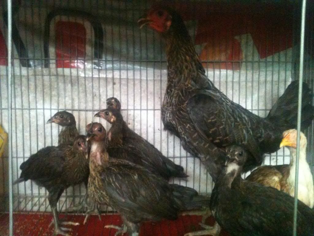 [gà peru] gò công tiền giang - 5