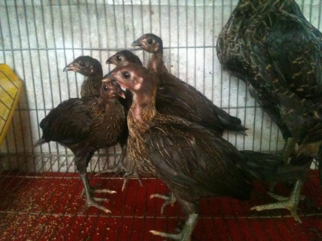 [gà peru] gò công tiền giang - 3