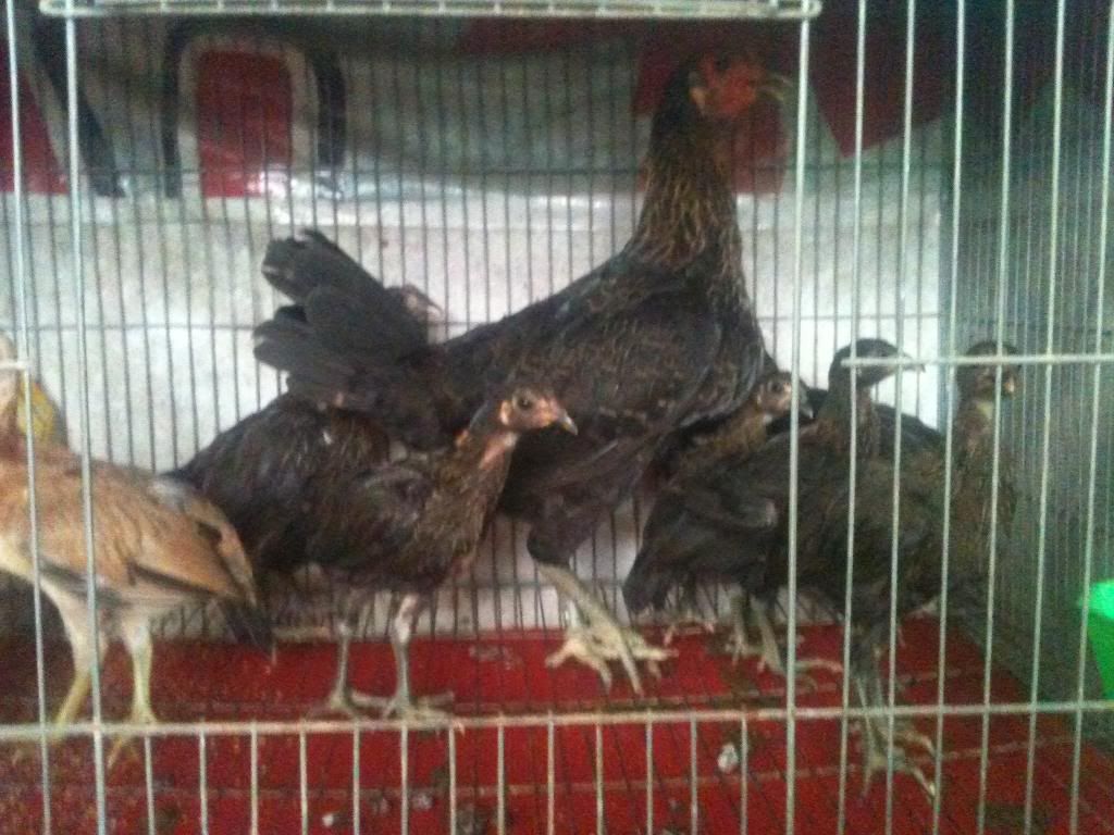 [gà peru] gò công tiền giang - 2