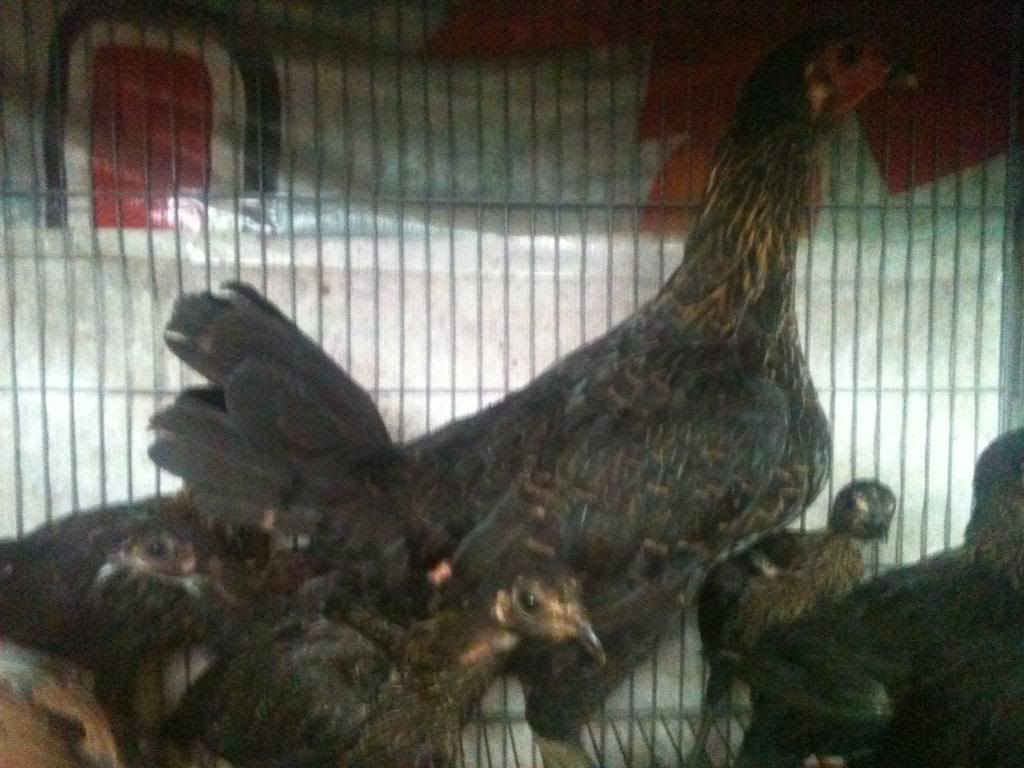 [gà peru] gò công tiền giang - 1