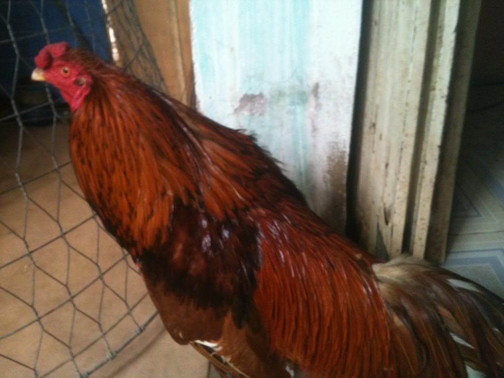 [gà] gò công tiền giang