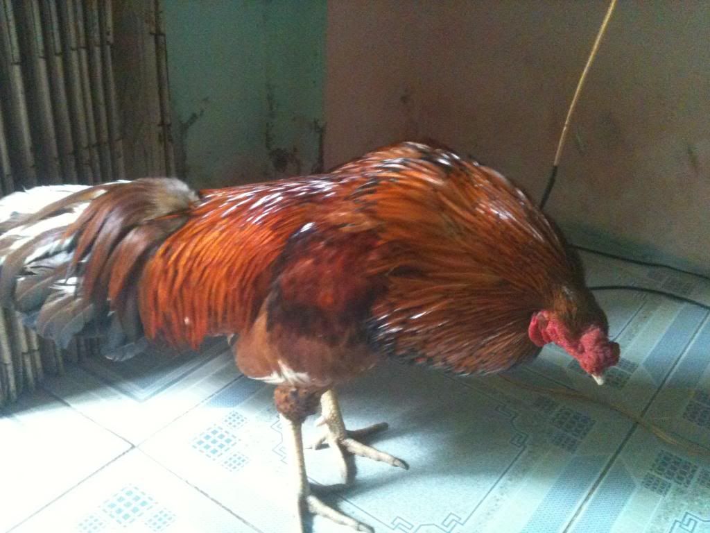 [gà] gò công tiền giang - 1