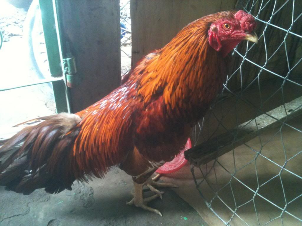 [gà] gò công tiền giang - 2